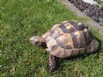 Rehomed...Spur Thighed : Female Ibera Approx 18 years old (Milly)